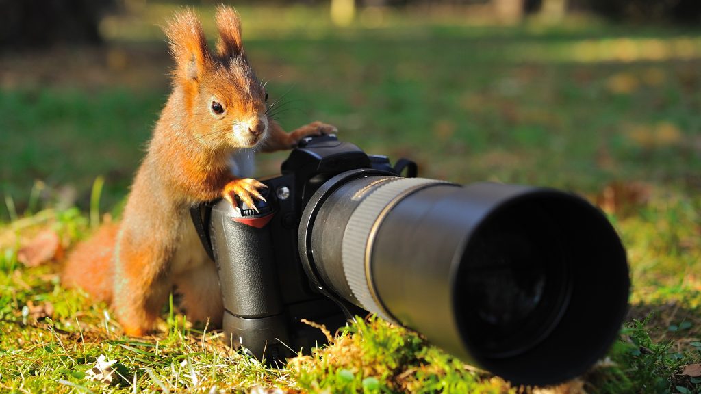 Best Wildlife Photography Camera and Lens
